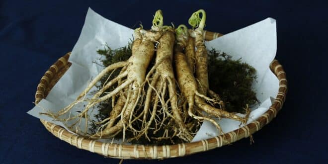 Le bienfaits du Ginseng