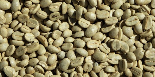 Connaissez vous les vertus du café vert?