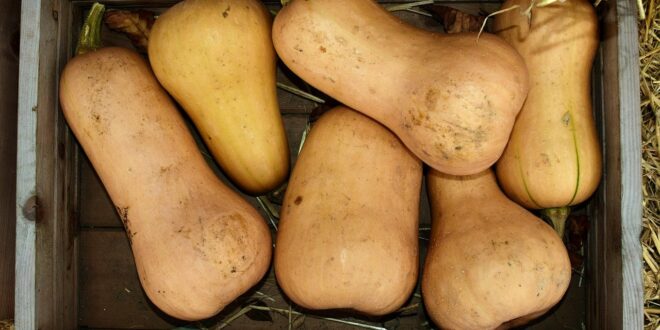 Le Butternut fait il grossir?