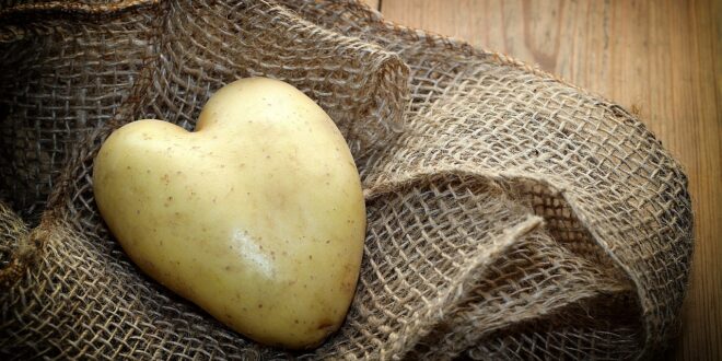 La pomme de terre fait-elle grossir?