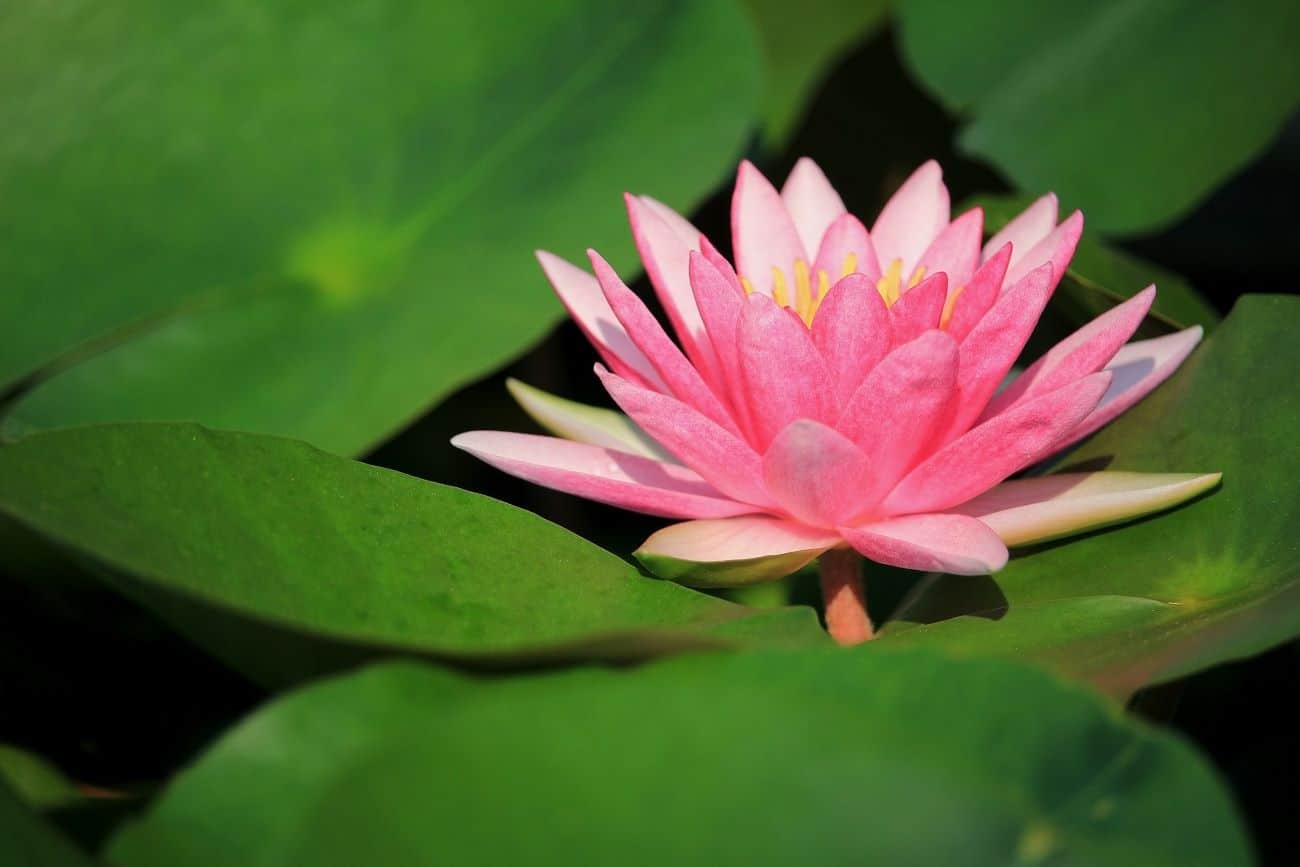 Fleur de Lotus : Origine, Signification et Symbolique